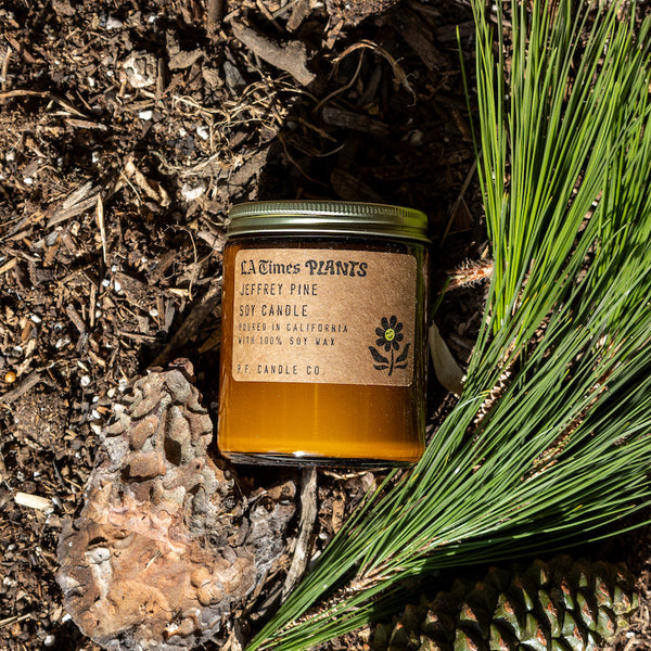 P.F. Candle Co. Jeffrey Pine Walnut for LA Times Plants Standard Candle - Lifestyle - Smoky nights by the campfire, pine needles swaying in the cool, sweet breeze, the healing qualities of fresh mountain air. Woody and vanillic, with ponderosa bark, vanilla bean, juniper, and campfire.